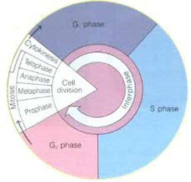Cell Life Cycle Chart